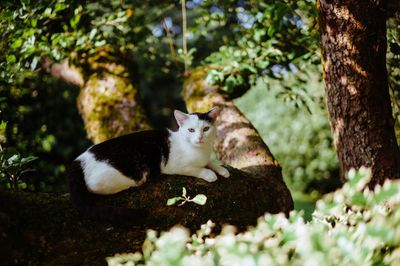 Cat sitting on tree trunk