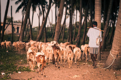 Rear view of man standing in farm