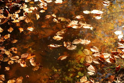 Close-up of tree during autumn