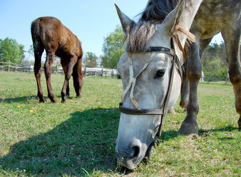 Horses in ranch