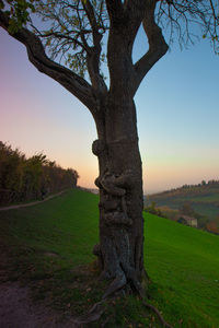 Tree trunk on field against sky during sunset