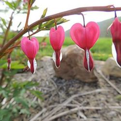 Close-up of pink flowers