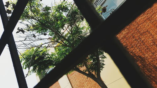 Low angle view of tree against sky