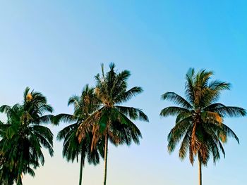 Low angle view of palm trees against clear sky