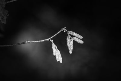 Close-up of flower plant on branch