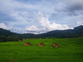 Scenic view of agricultural field against sky