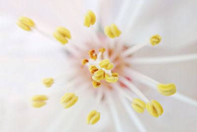 Full frame shot of yellow flowers