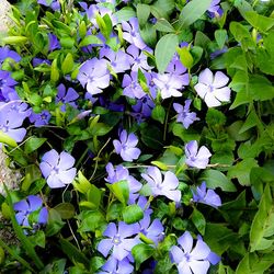 Close up of purple flowers