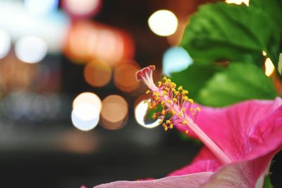 Close-up of pink flowering plant