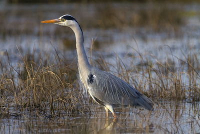 Grey heron, ardea cinerea, walking in a pond looking for food