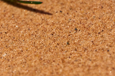 High angle view of a crab on sand