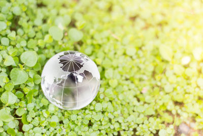 Close-up of crystal ball on white flower