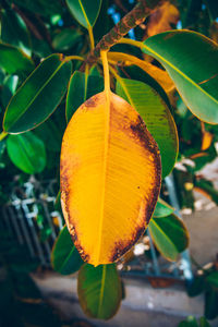 Close-up of lemon growing on tree