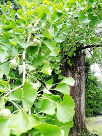 Close-up of ivy growing on tree