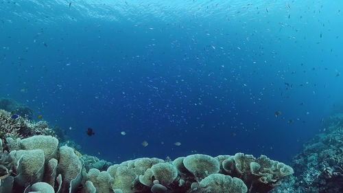 Fish swimming in sea