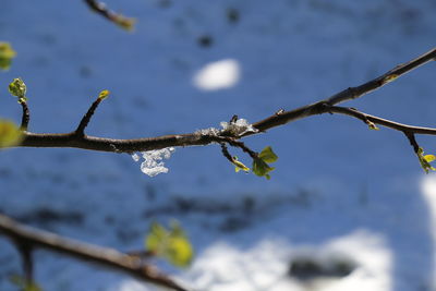 Close-up of twig on branch against sky