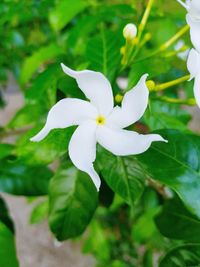 Close-up of white flowering plant