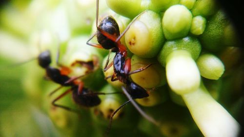 Close-up of insect on leaf