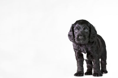 Portrait of puppy against white background