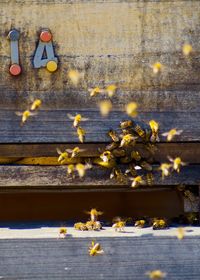 Honey bees flying against wall