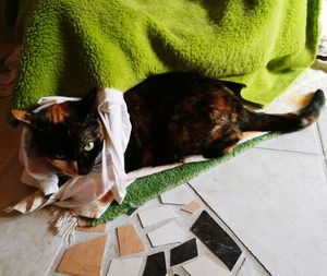 High angle view of cat sleeping on tiled floor