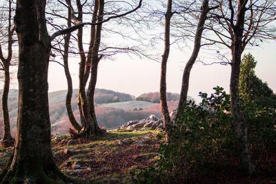 Trees on landscape against sky