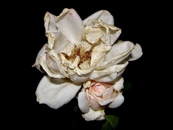 Close-up of white rose against black background