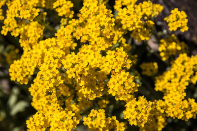 Close-up of yellow flowering plants