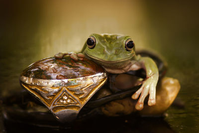 Close-up of turtle