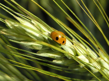 Close-up of ladybug on plant