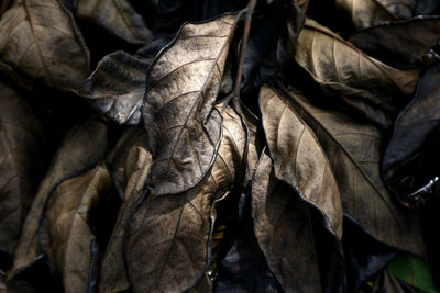 Close-up of dry leaves