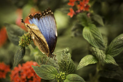 Close-up of butterfly pollinating on flower