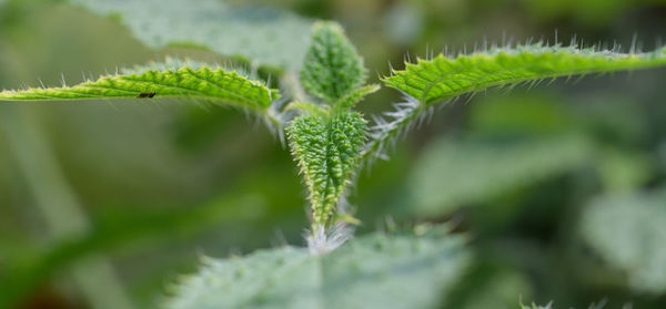 plant