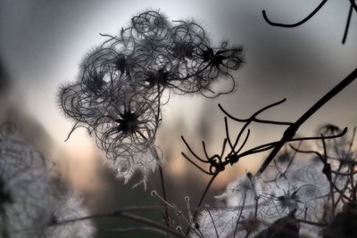 Low angle view of plant against sky