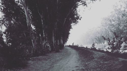 Road amidst trees during winter