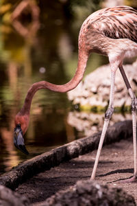 Close-up of bird drinking water