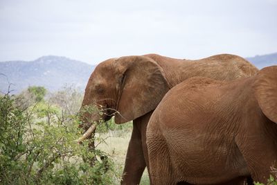 indian elephant