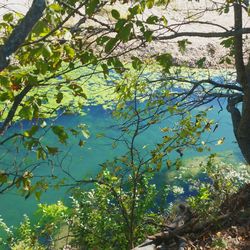 Low angle view of flowering tree by lake