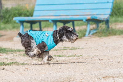 Dog with umbrella