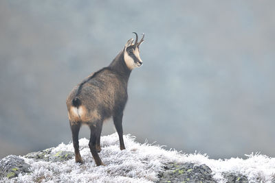 Chamois goat rupicapra rupicapra in natural habitat climbing rocky hillside in cold weather