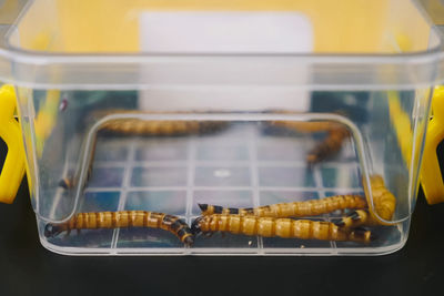 Close-up of food on table