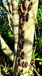 Close-up of plants