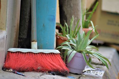 Potted plant in container