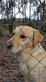 Close-up of dog seen through chainlink fence