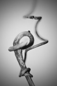 Close-up of a horse against white background