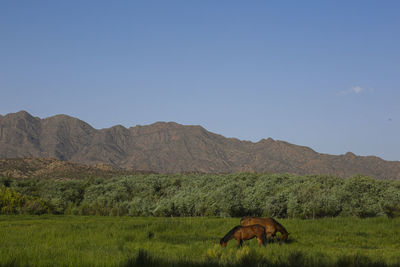 Horses in a field