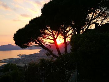 Silhouette of tree at sunset