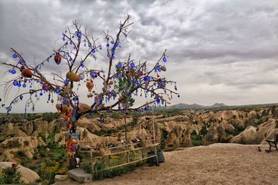 View of cherry blossom trees on landscape