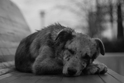 Close-up of dog sleeping