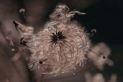 Close-up of dried clematis flower